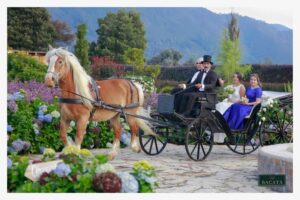 Bacatá Eventos - Caballos y carruajes